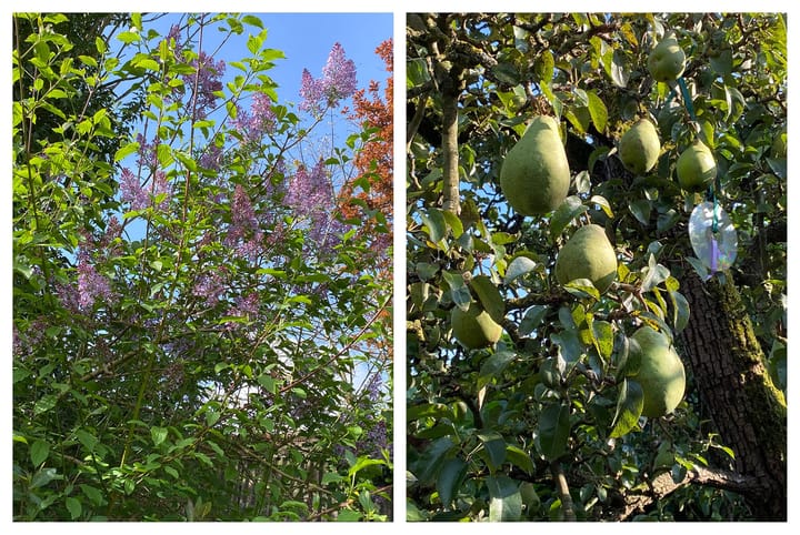 Photo 38 of Tweeboomlaan 24