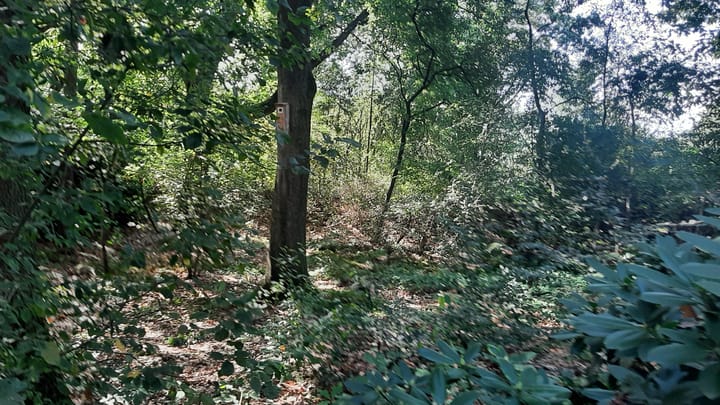 Foto 4 van Korhoen 12