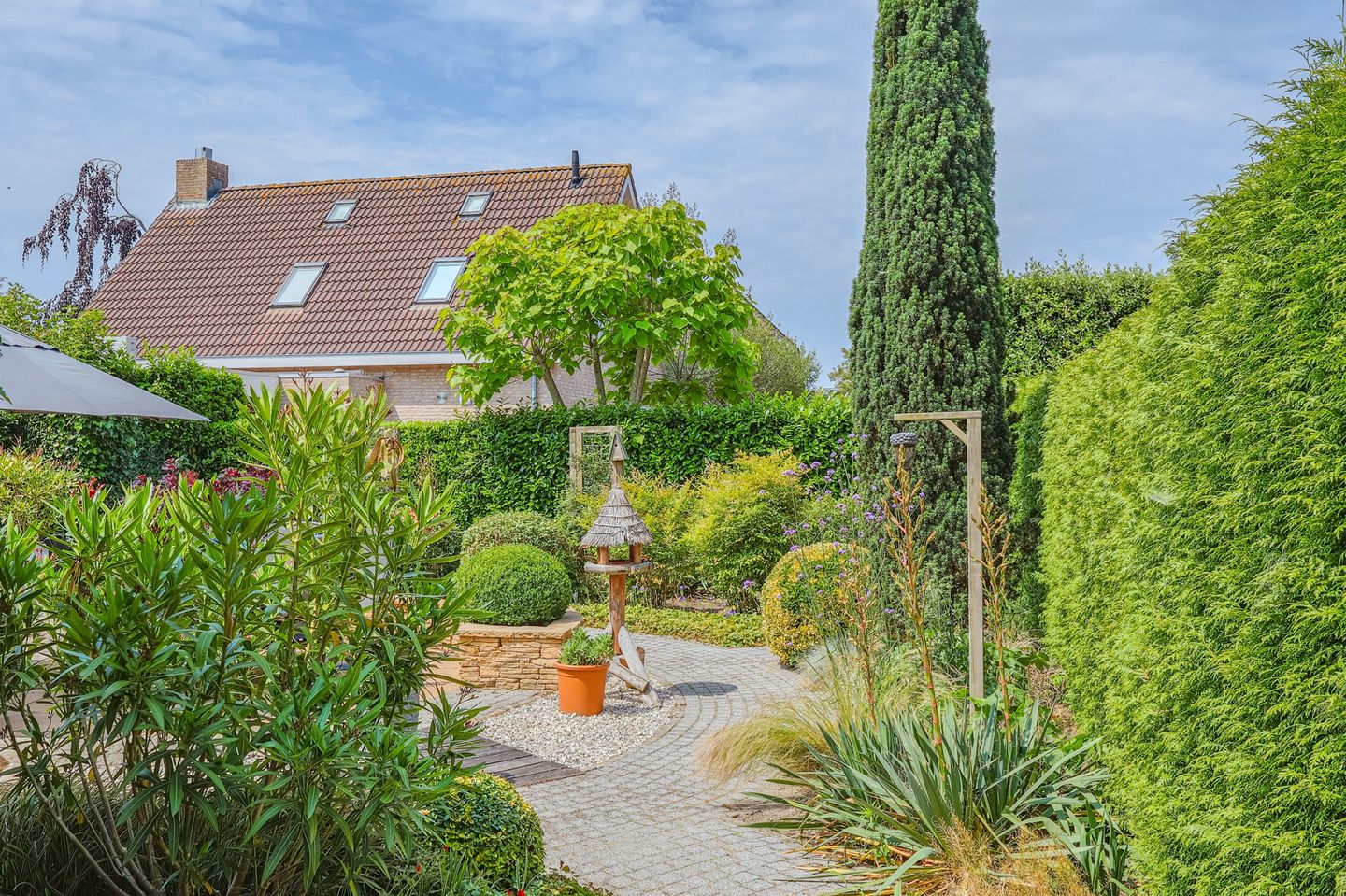 Foto 50 van IJsvogel 13