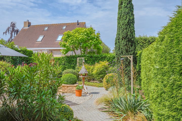 Foto 50 van IJsvogel 13