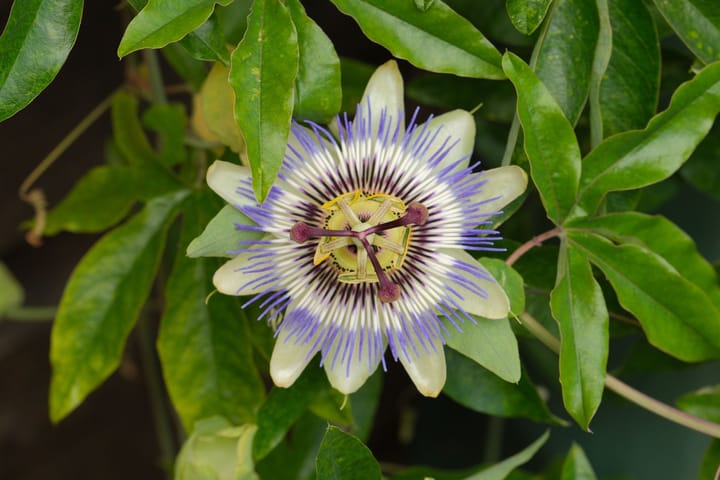 Foto 25 van Toekomststraat 126