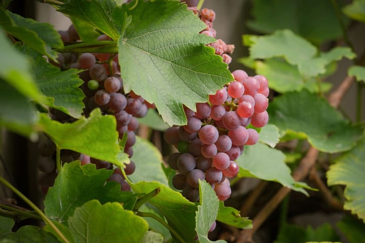 Foto 39 van Toekomststraat 126