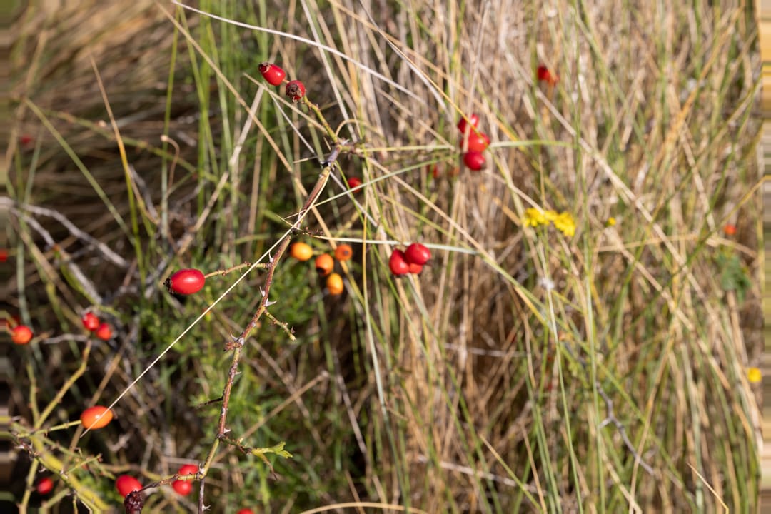 Photo 37 of de Duinen 413