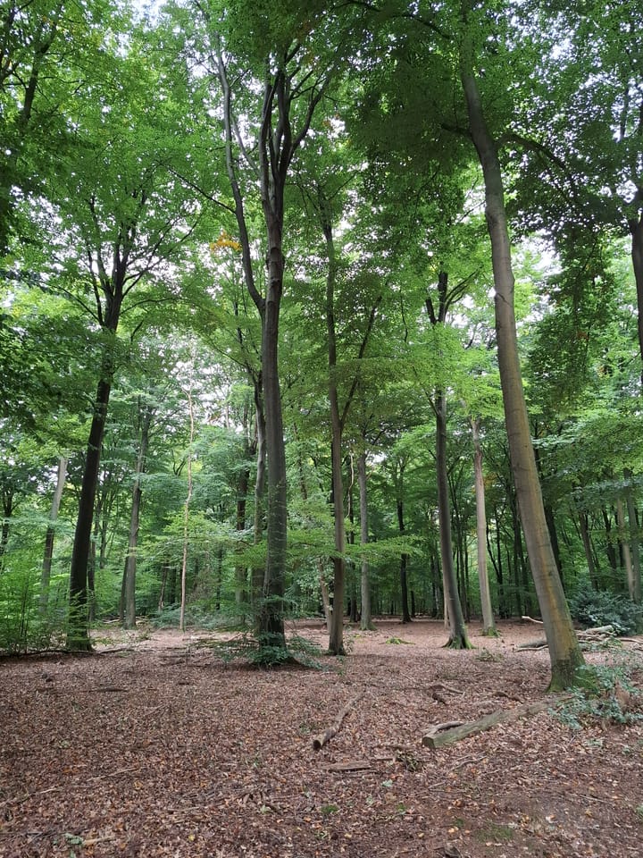 Photo 27 of Wildforsterweg 17-152