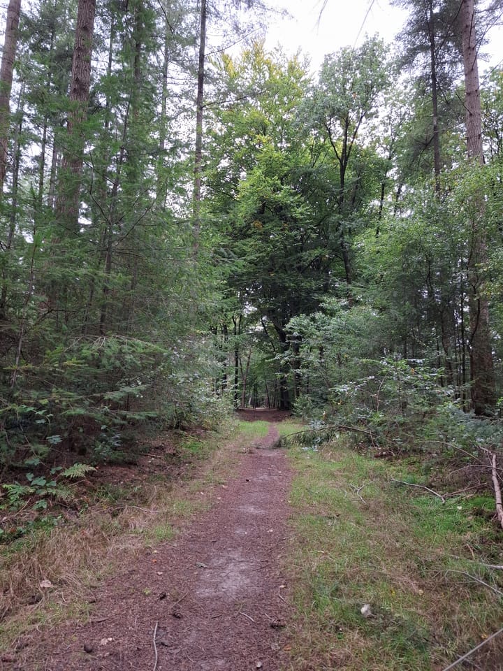 Photo 28 of Wildforsterweg 17-152