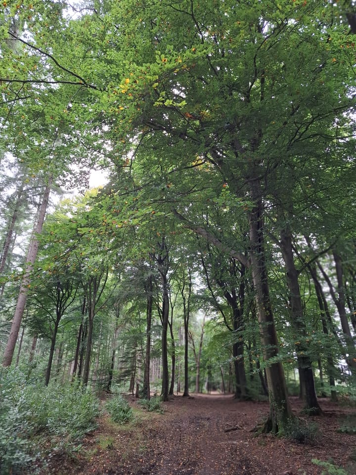 Photo 29 of Wildforsterweg 17-152