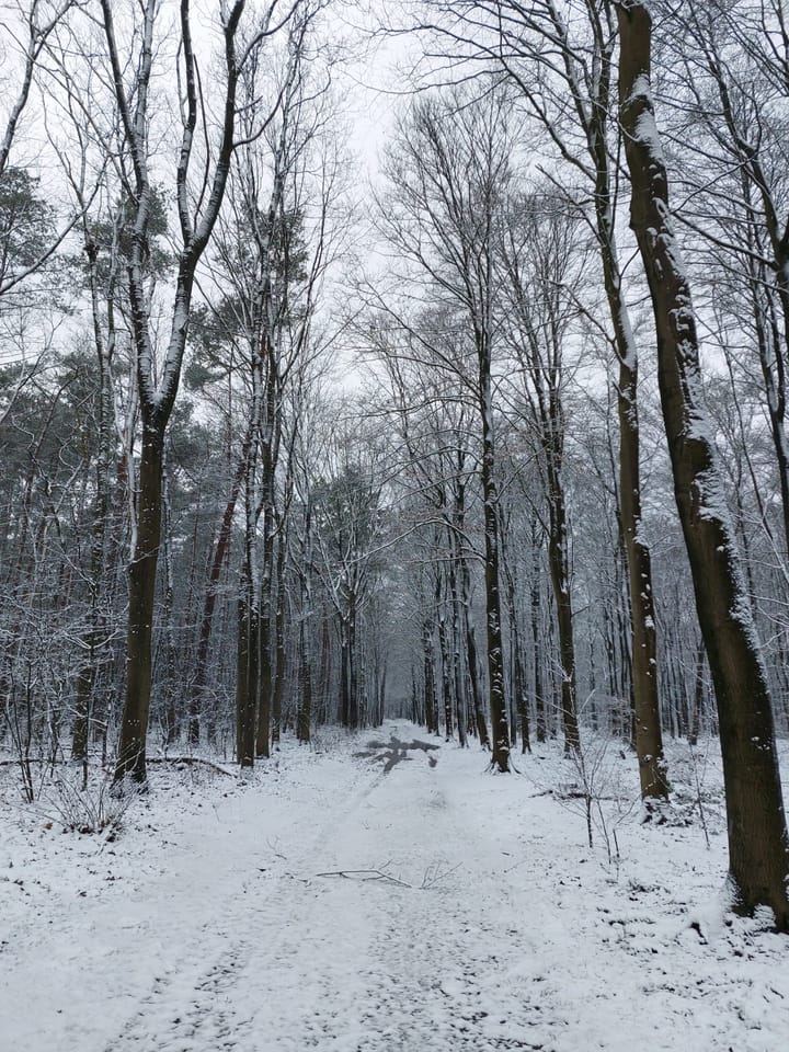 Photo 37 of Wildforsterweg 17-152