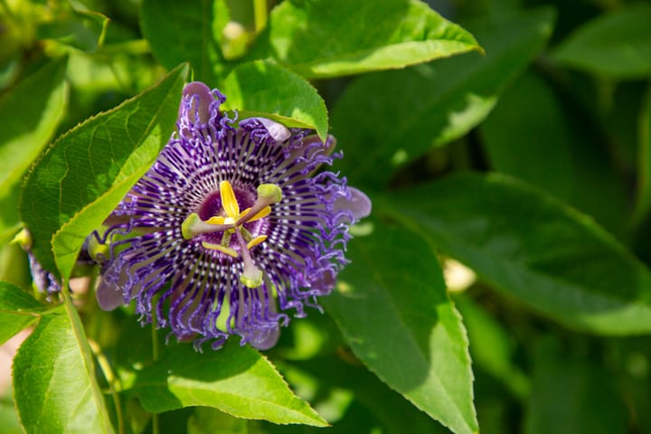 Foto 58 van Goorweg 34