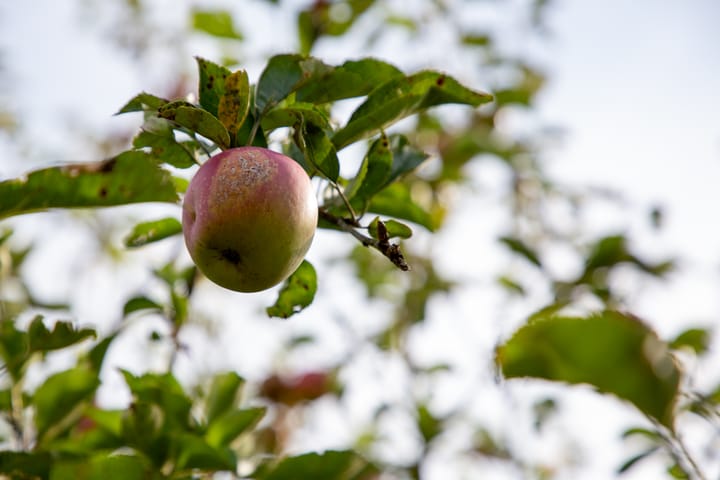 Foto 68 van Goorweg 34