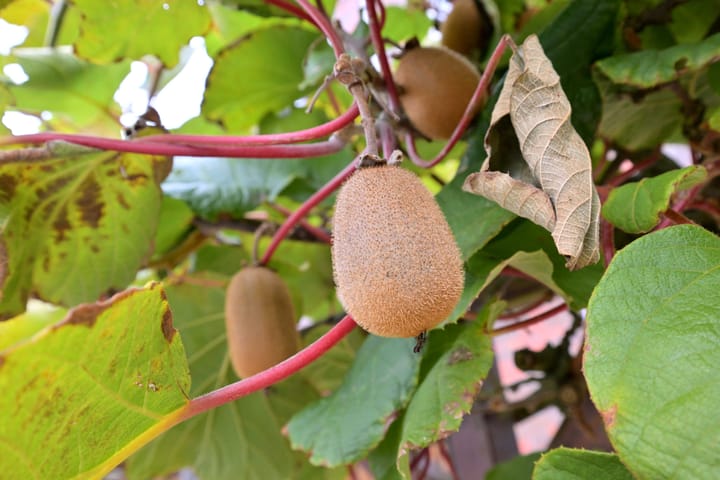 Foto 17 van Veerispad 4