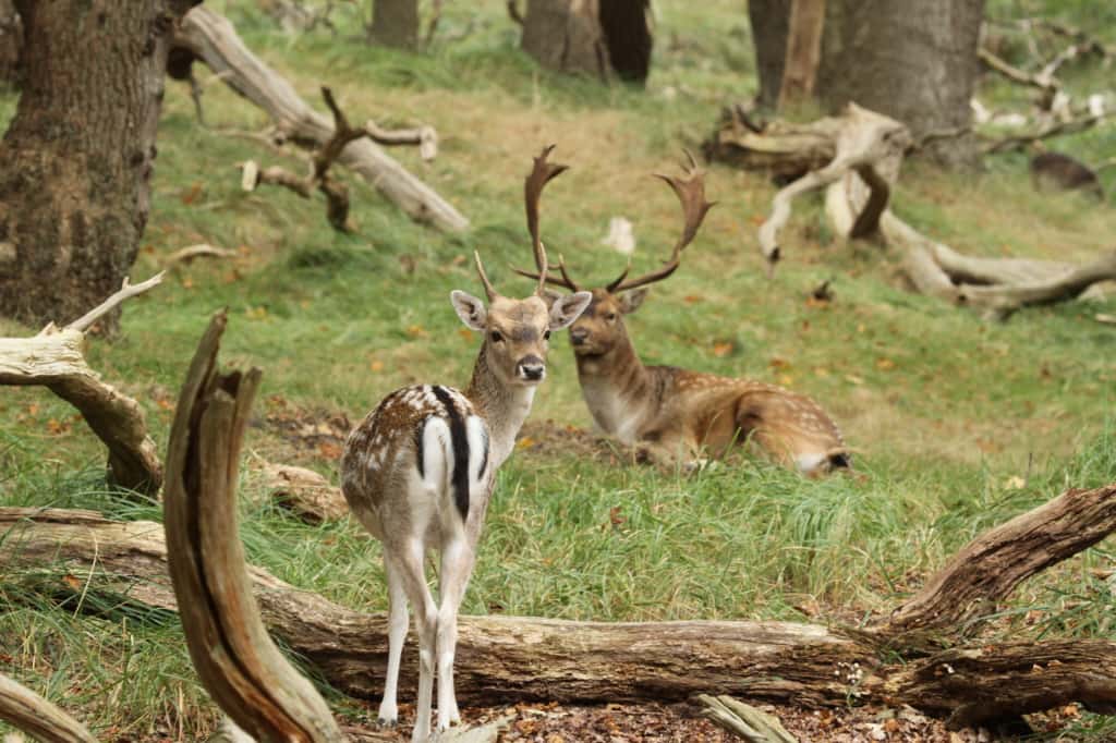 Foto 45 van Vogelenveld 62