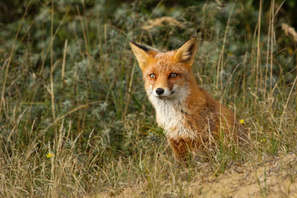 Foto 46 van Vogelenveld 62