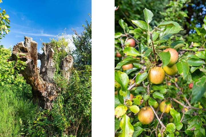 Foto 8 van Drievogelstraat 34