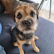 Abeltje (kantoorhond)