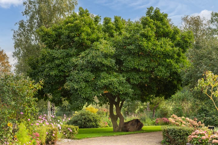 Foto 41 van Lageweg 14