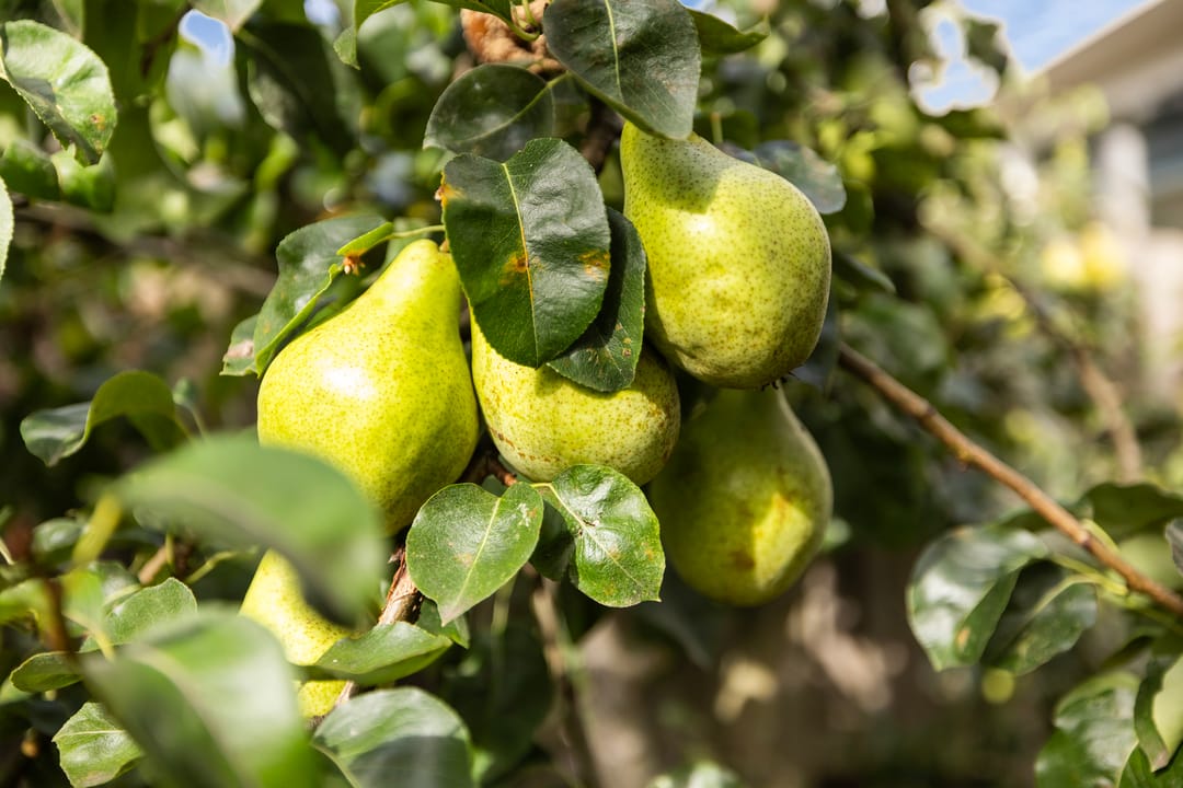 Foto 23 van Sumatrastraat 71