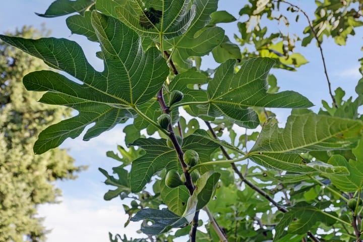 Photo 51 of Jacobus Pennweg 13