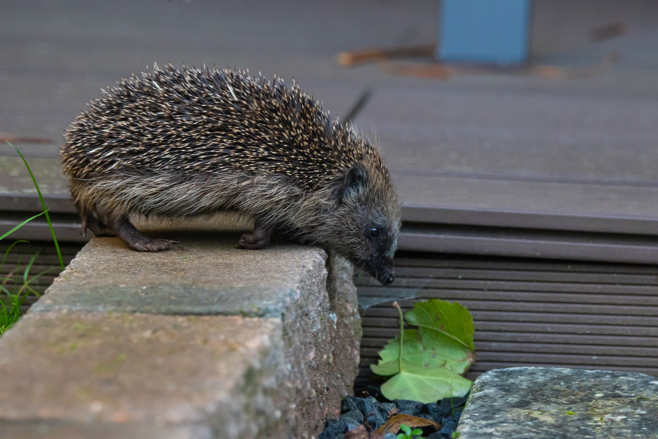 Foto 6 van v d Meerweg 1