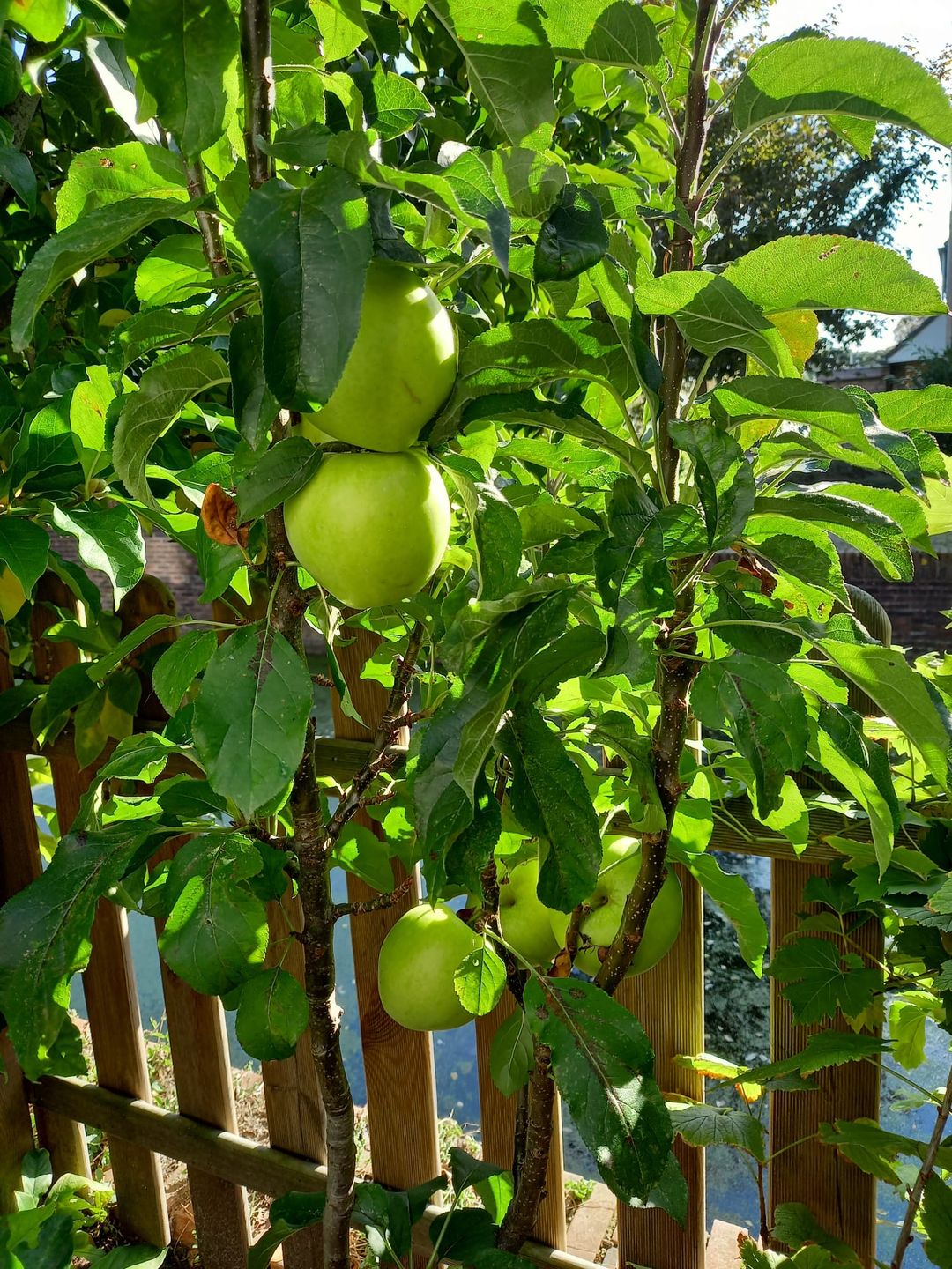 Foto 13 van Andreas Schelfhoutrade 69