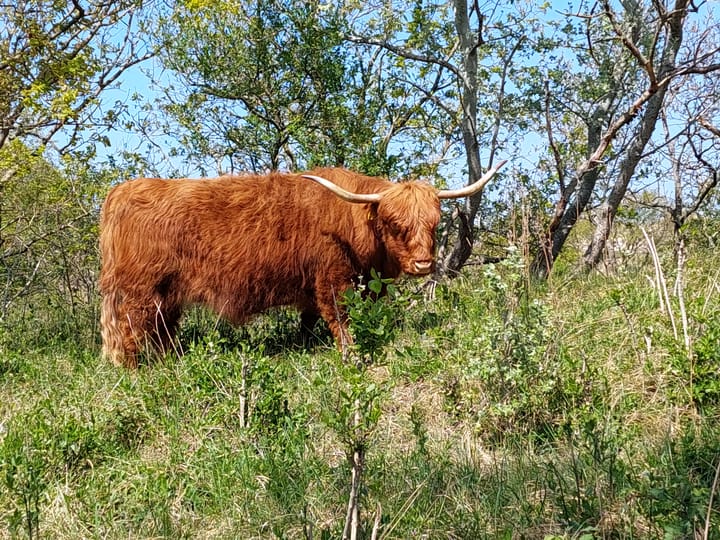 Photo 40 of Daal en Bergselaan 54-F