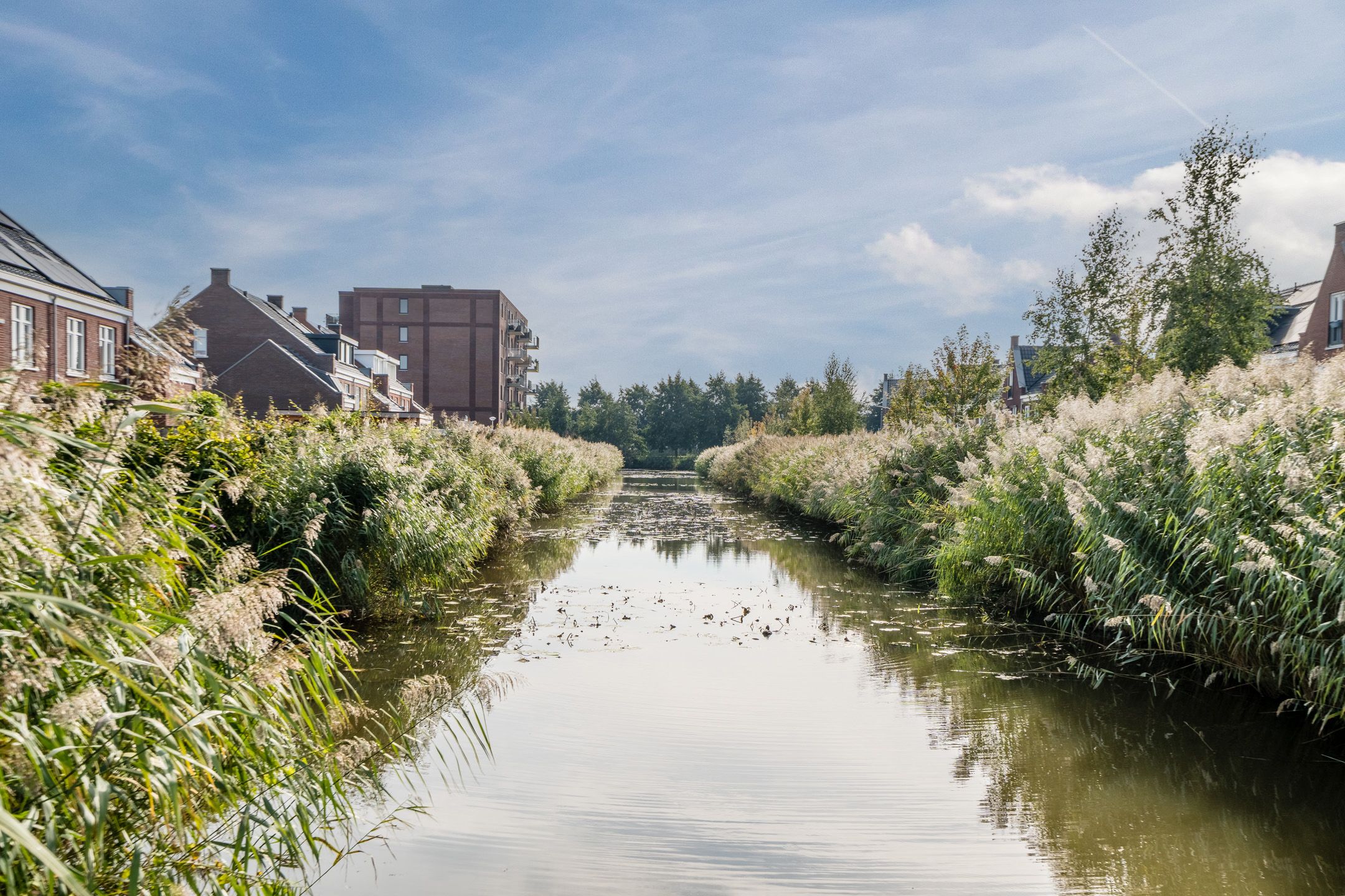 Foto 69 van Pinksterbloem 5