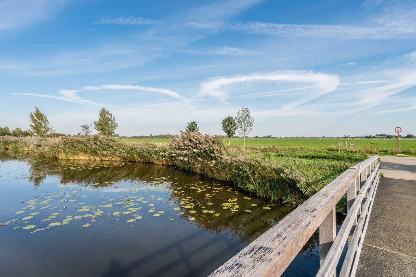 Foto 70 van Pinksterbloem 5