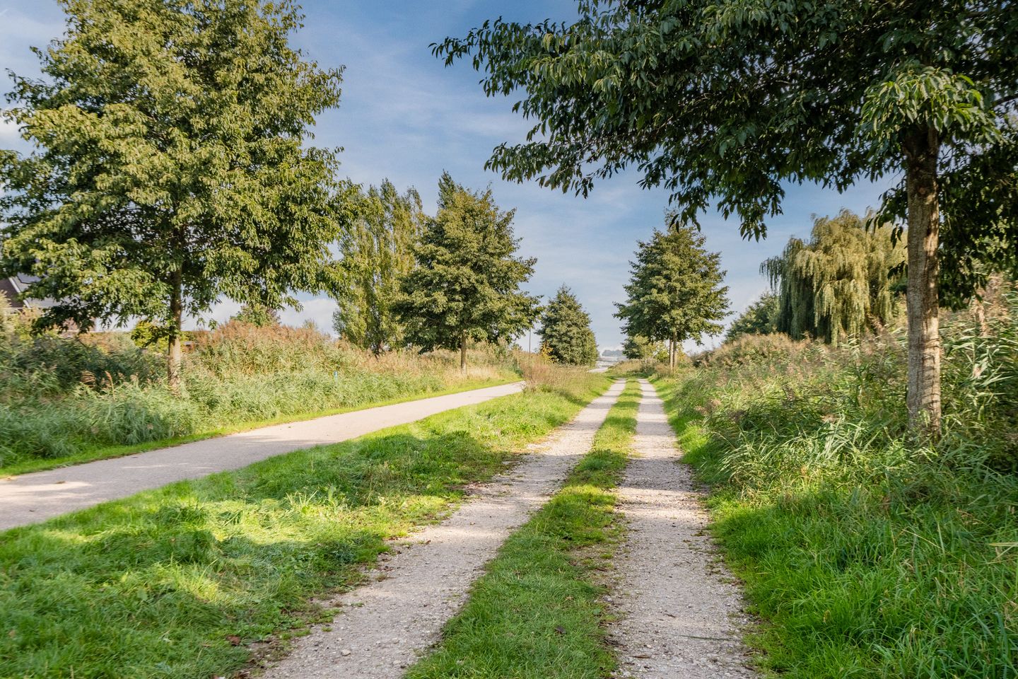 Foto 74 van Pinksterbloem 5