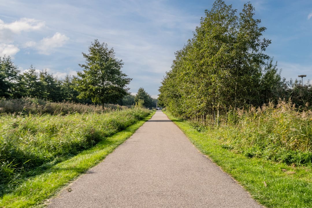 Foto 76 van Pinksterbloem 5