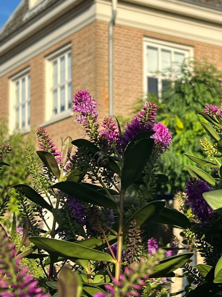 Photo 44 of Mazijk 5