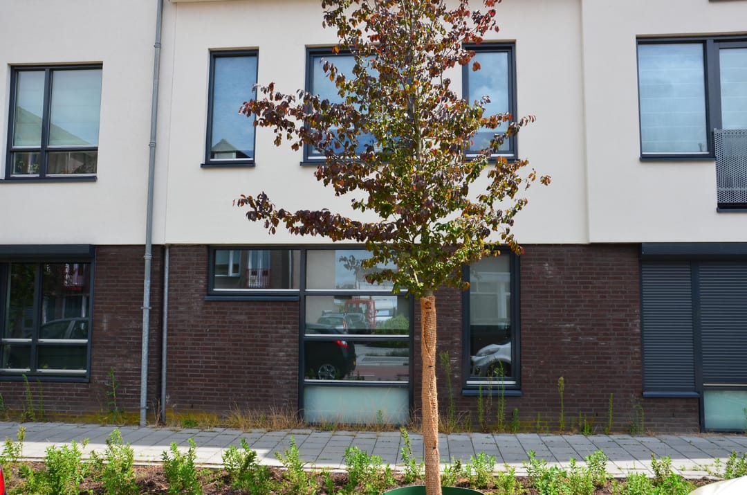 Foto 2 van Tweeling 5