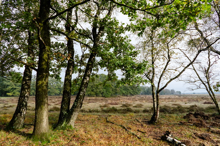 Foto 67 van Zonnedauw 15