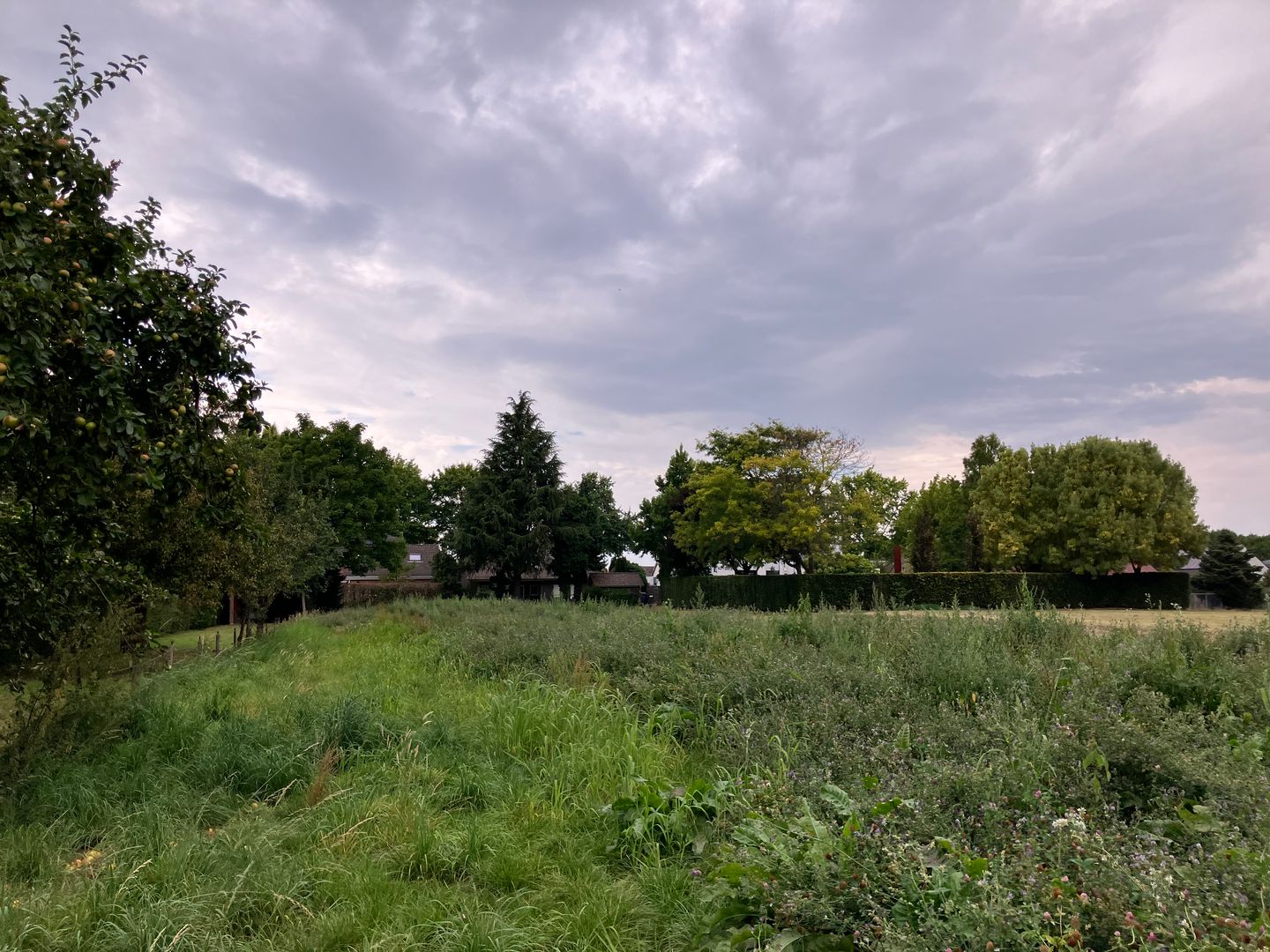 Bekijk foto 4 van Leeuwerik