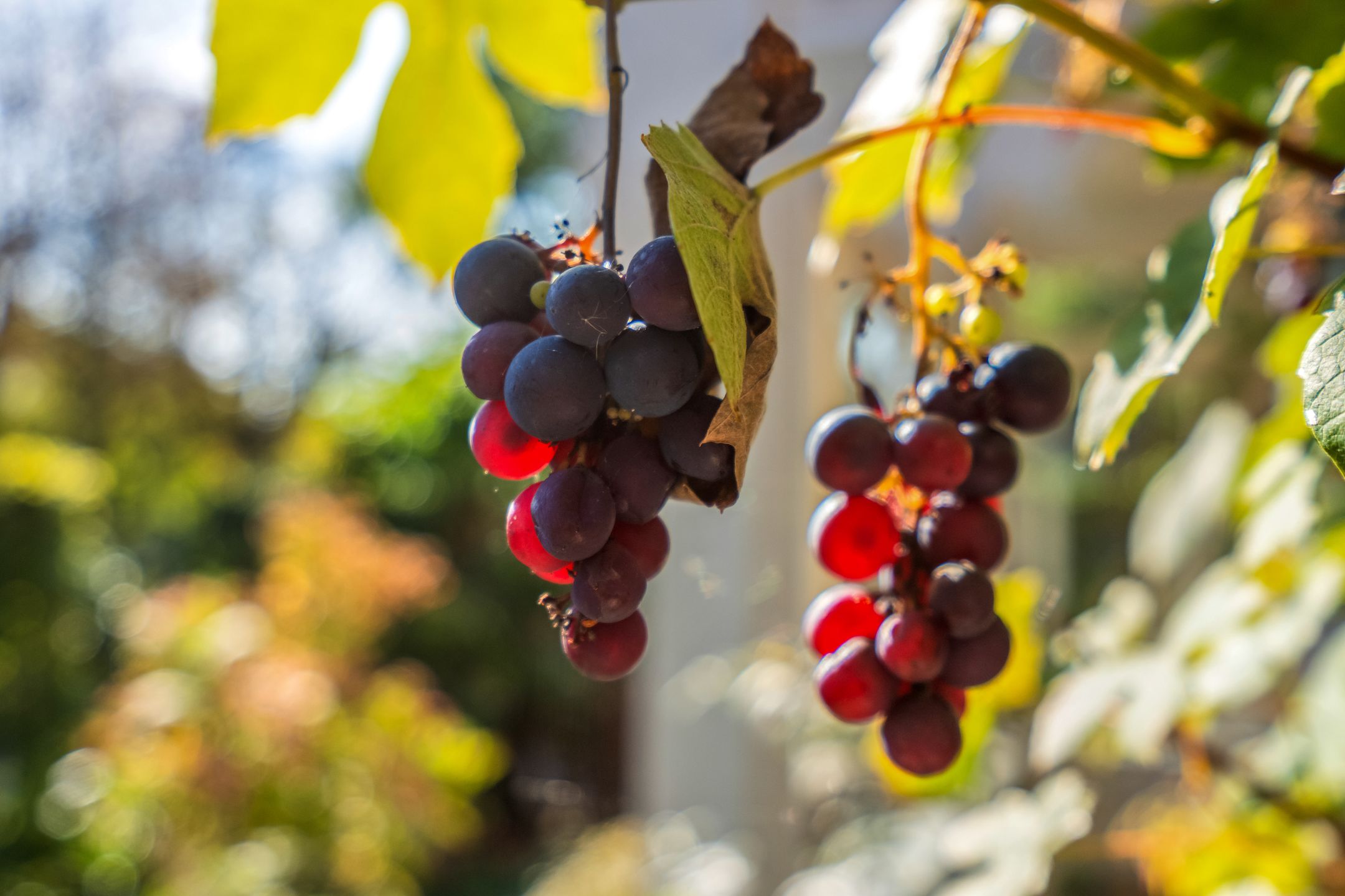 Foto 12 van Dilgtweg 4