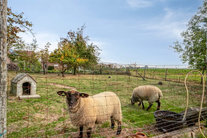 Foto 35 van Lageweg 35