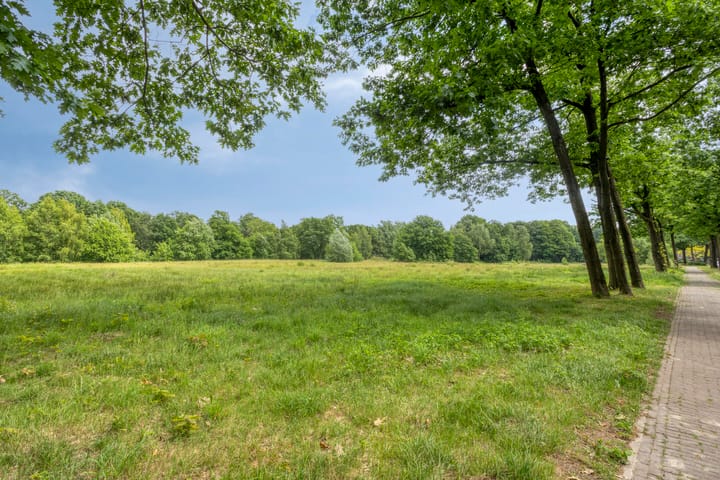 Foto 55 van Bosleeuwerik 2