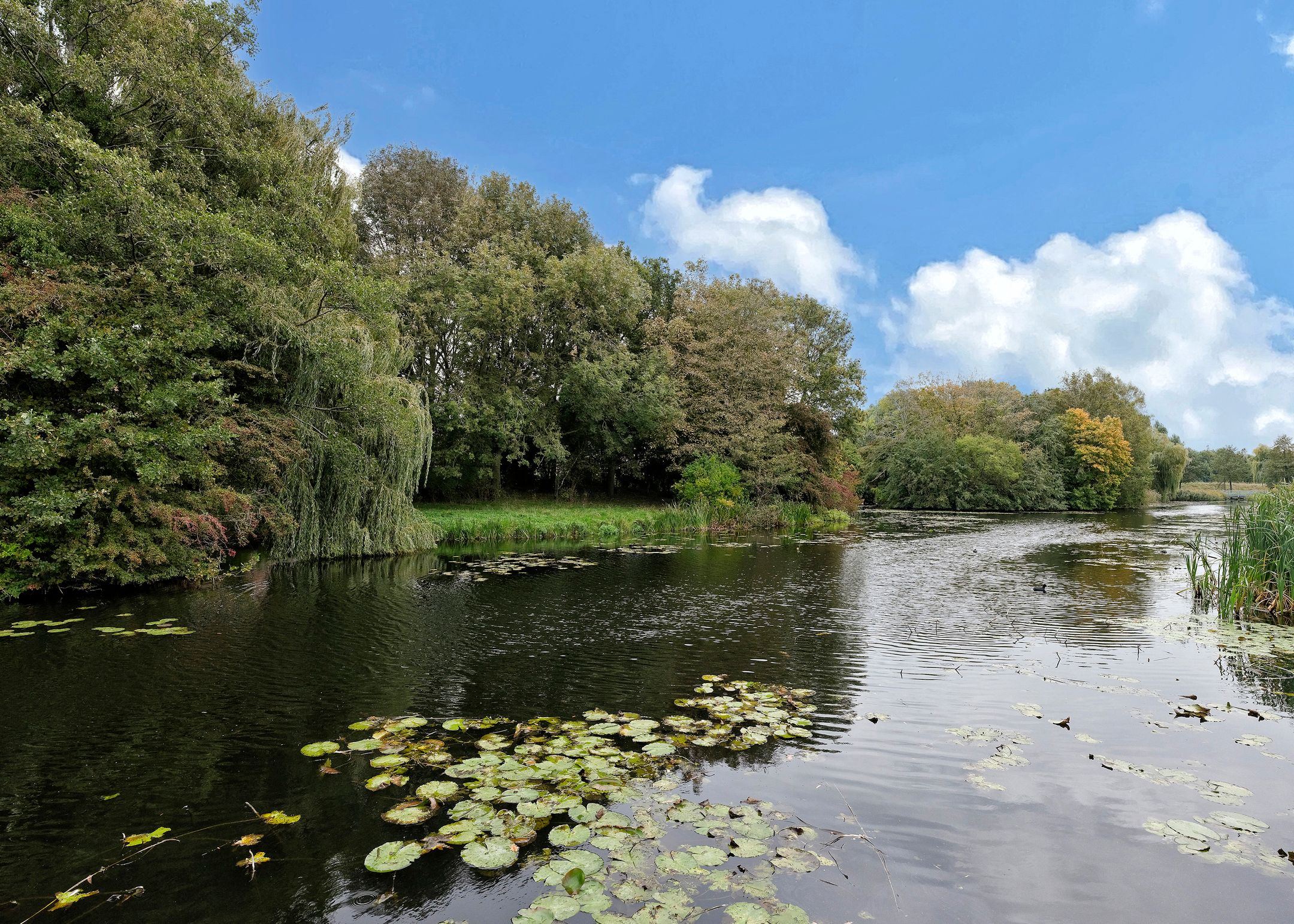 Photo 42 of Rosa Spierplantsoen 26