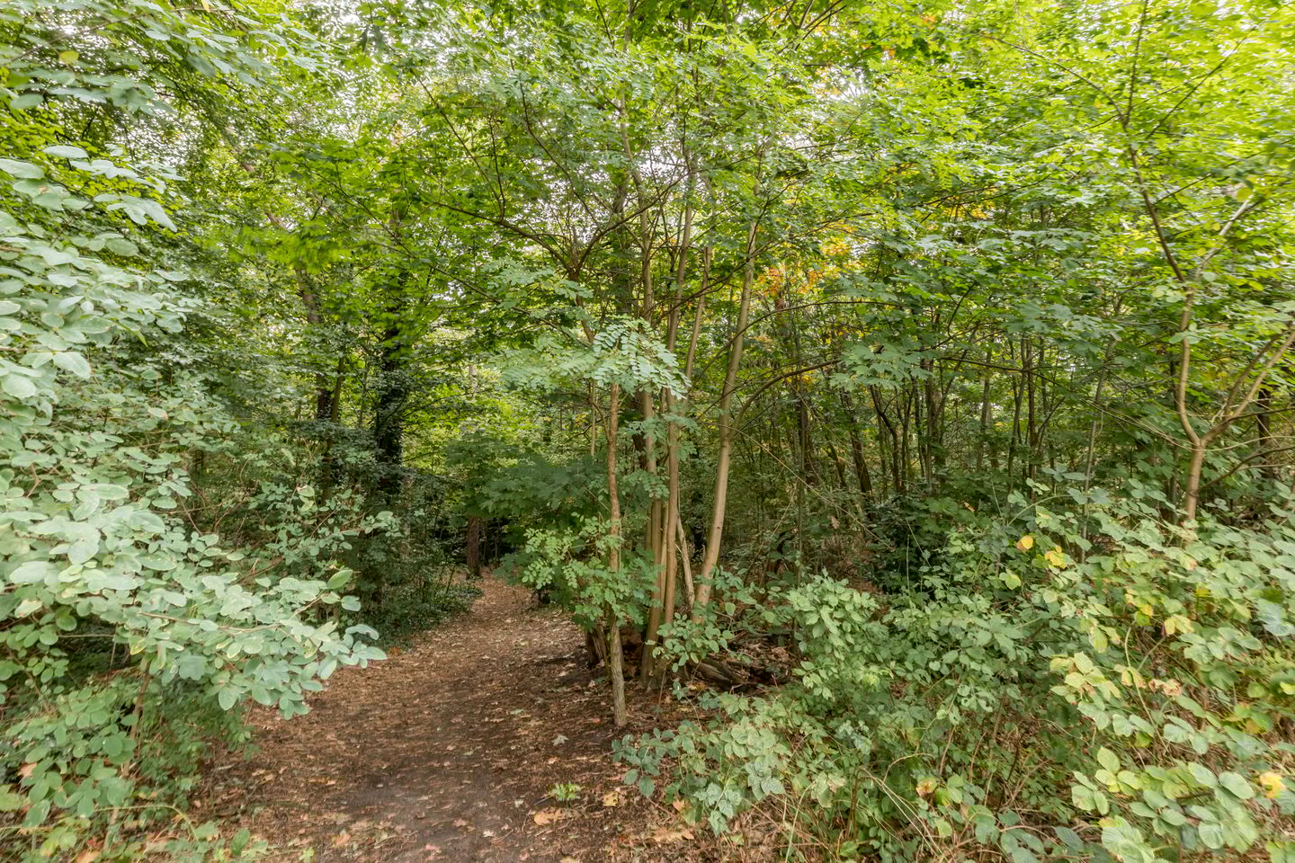 Foto 34 van Delfgauwstraat 22