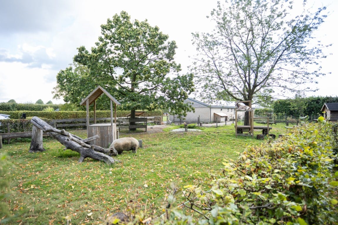 Photo 6 of Zwaanen Heike 12