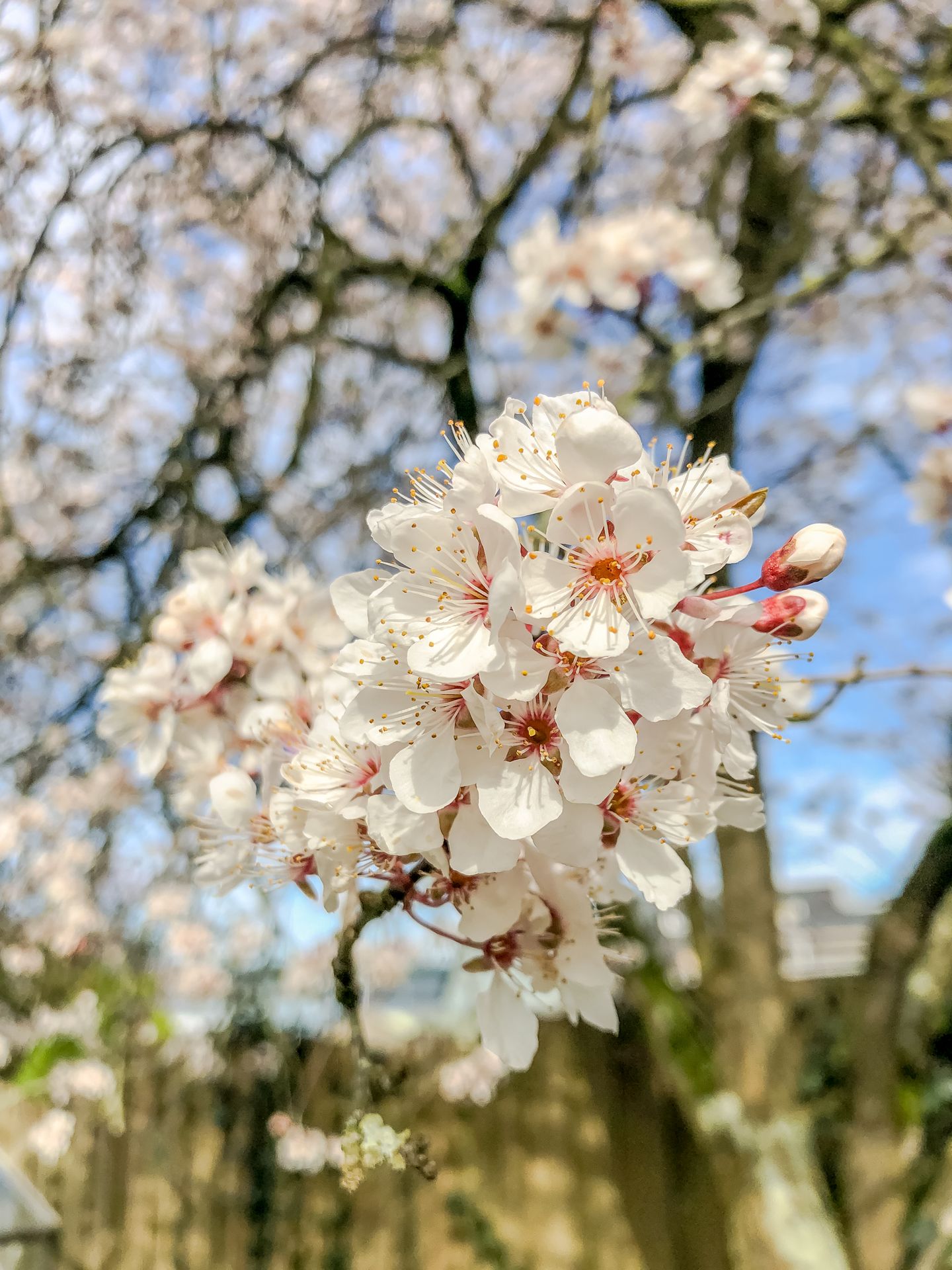 Photo 29 of Schipholdijk 261