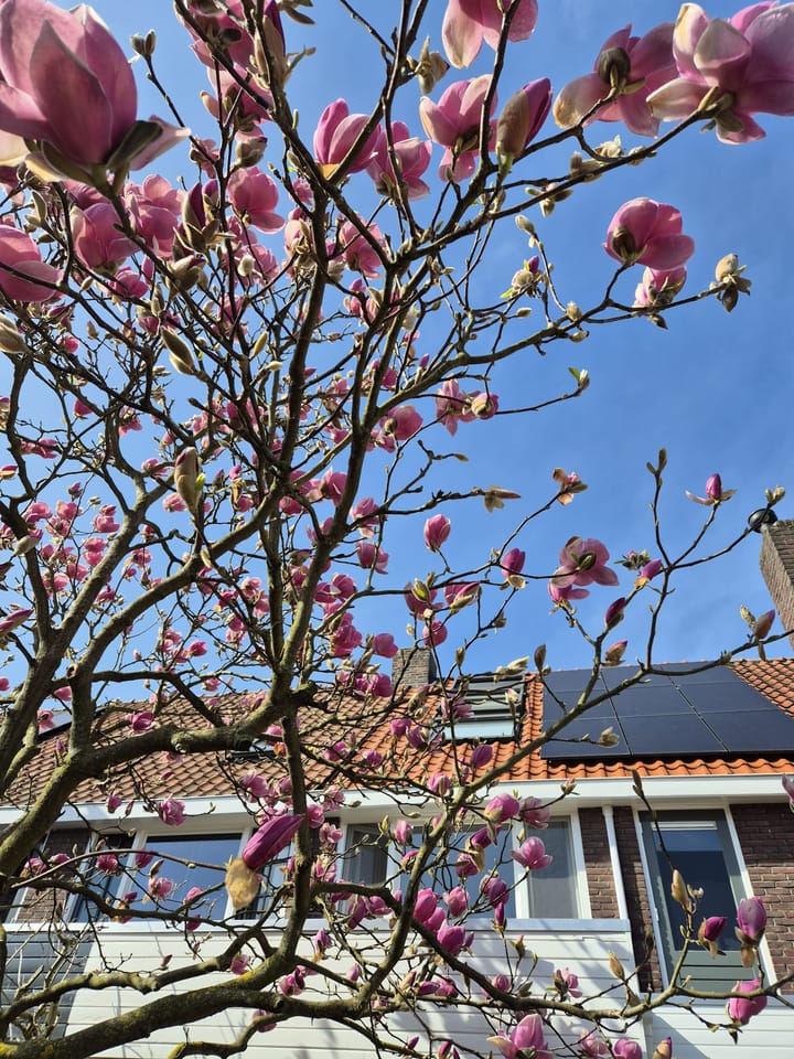 Foto 32 van Biesterweg 63