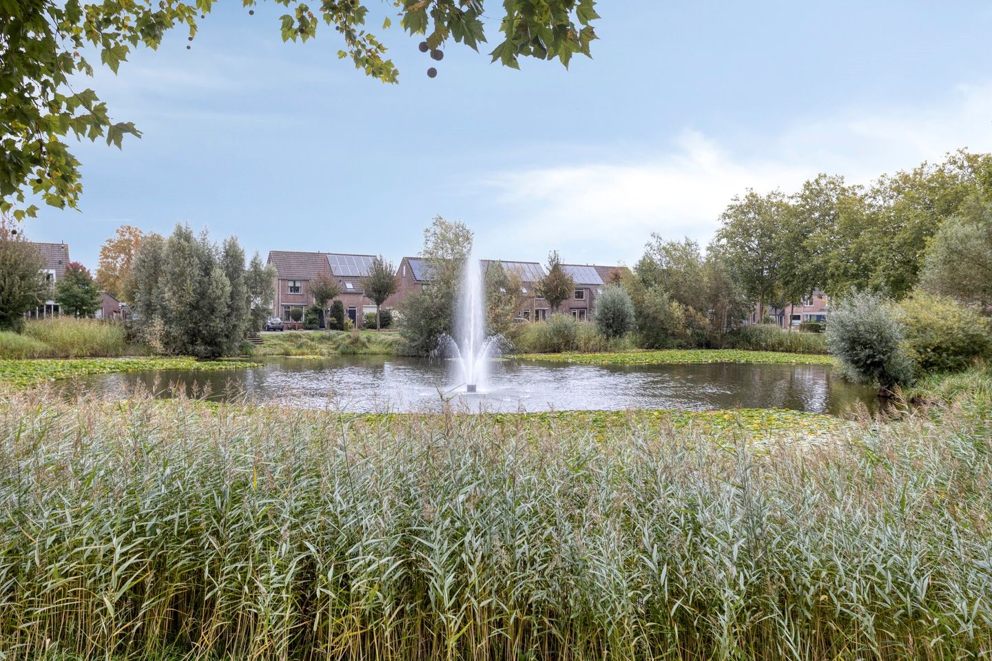 Foto 34 van Nagelkruid 48