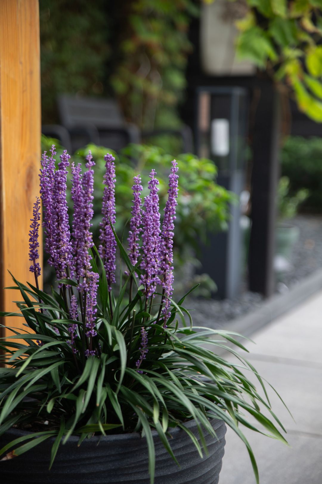 Foto 38 van Hoefblad 10