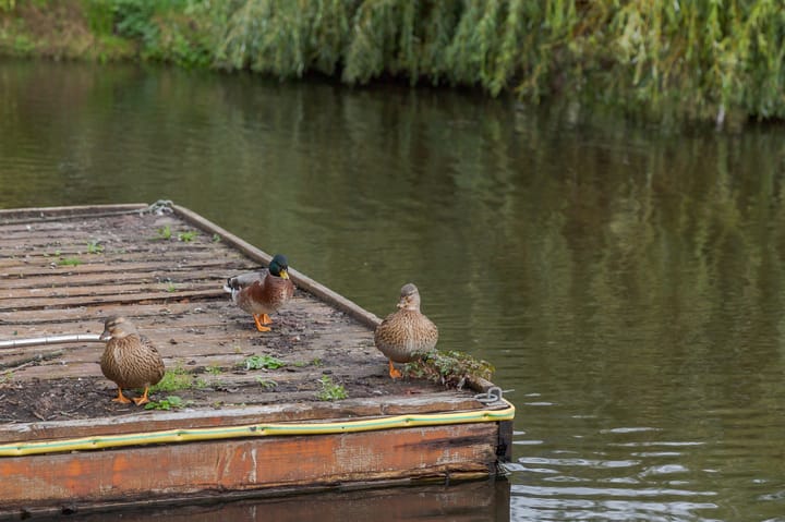 Photo 39 of Breksdyk 51