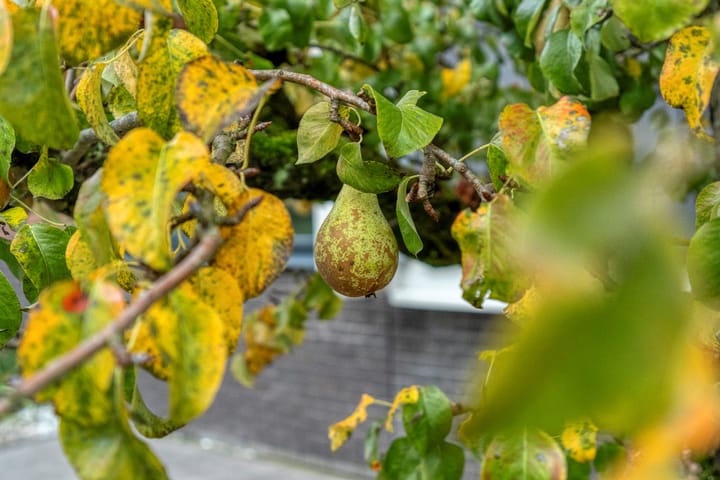 Foto 9 van Rollepaalstraat 1