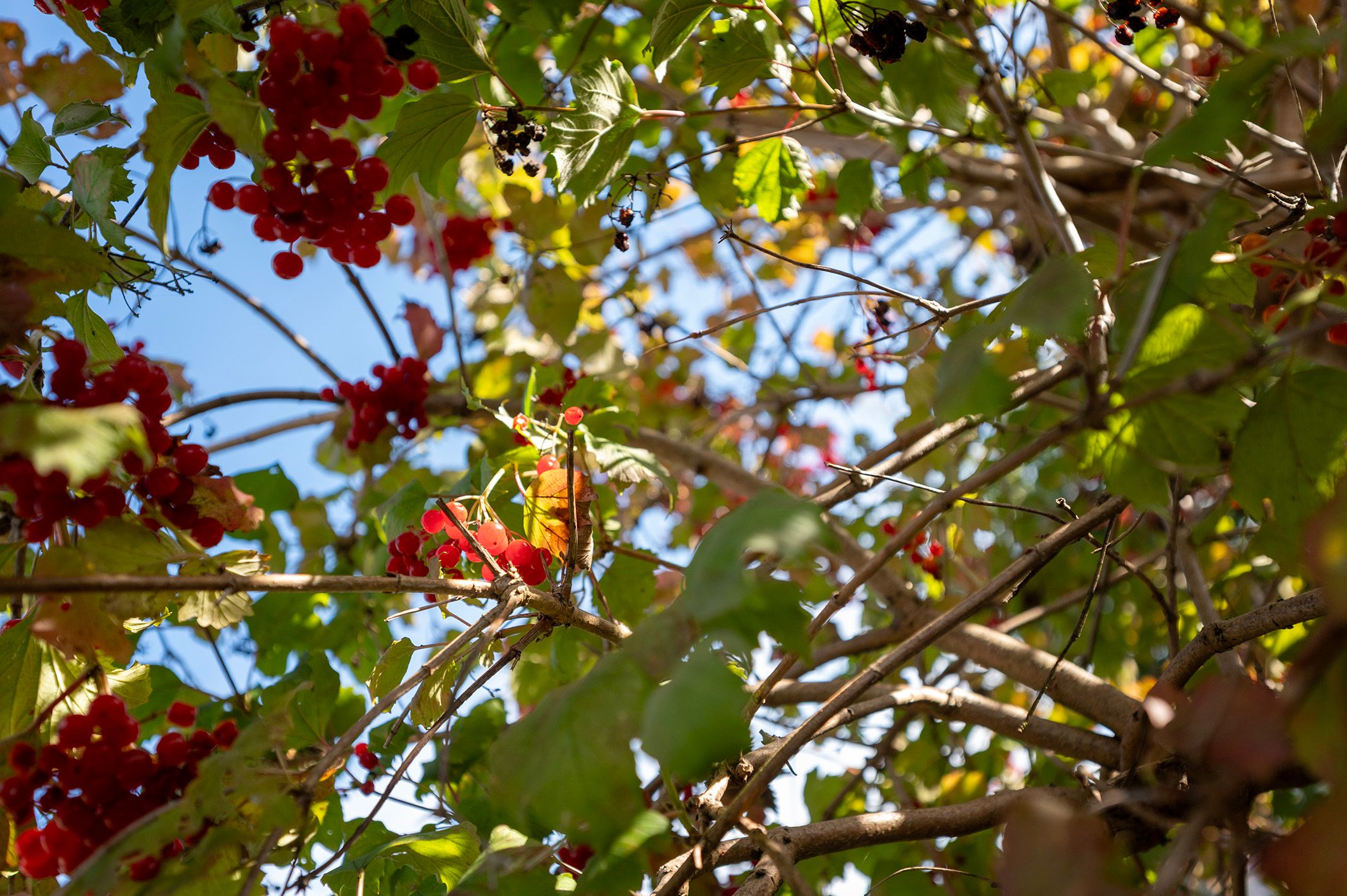 Foto 45 van Zebraspoor 185