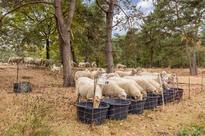 Foto 62 van Witbrantlaan West 29