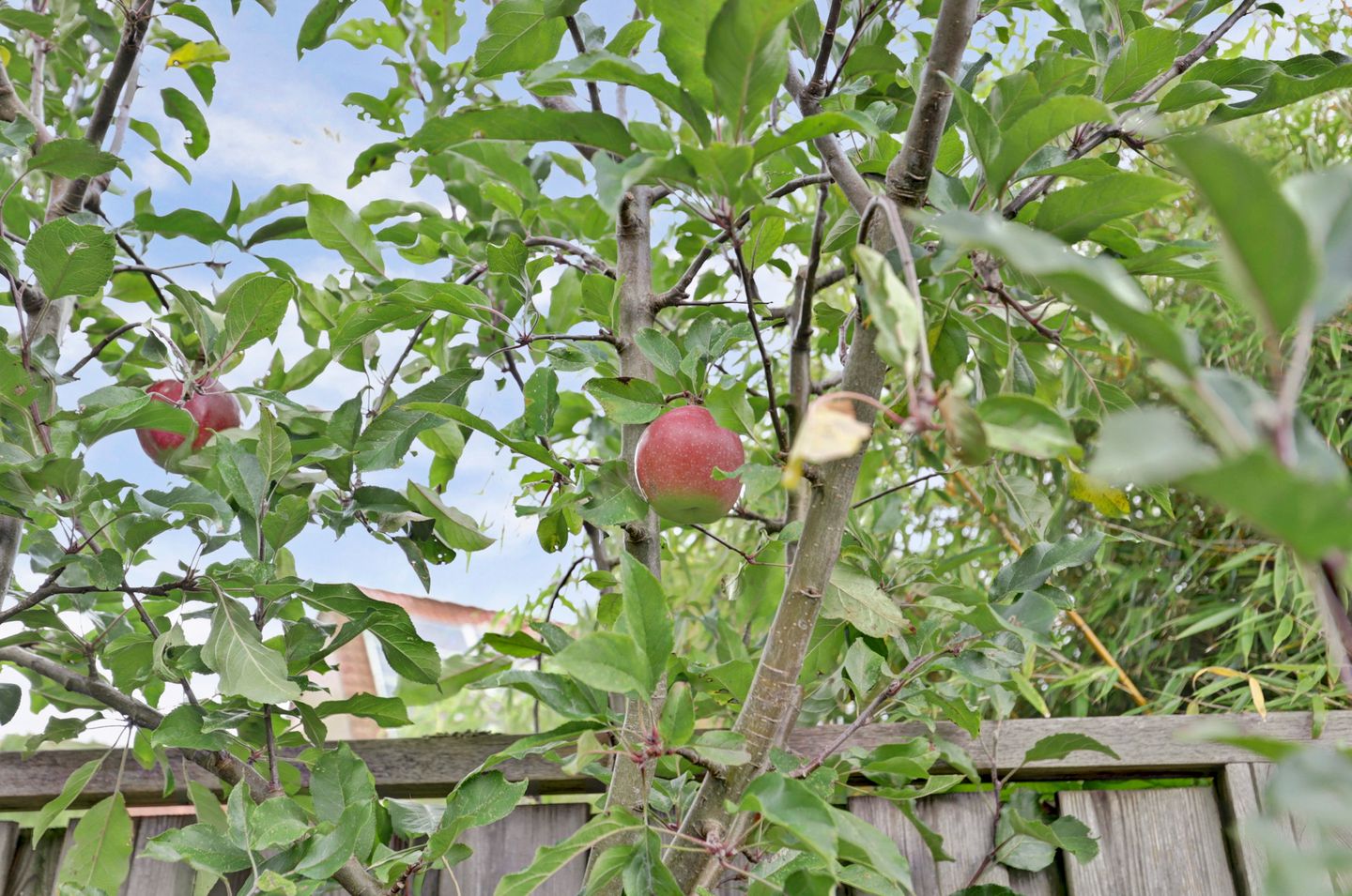 Photo 20 of Ernanilaan 2