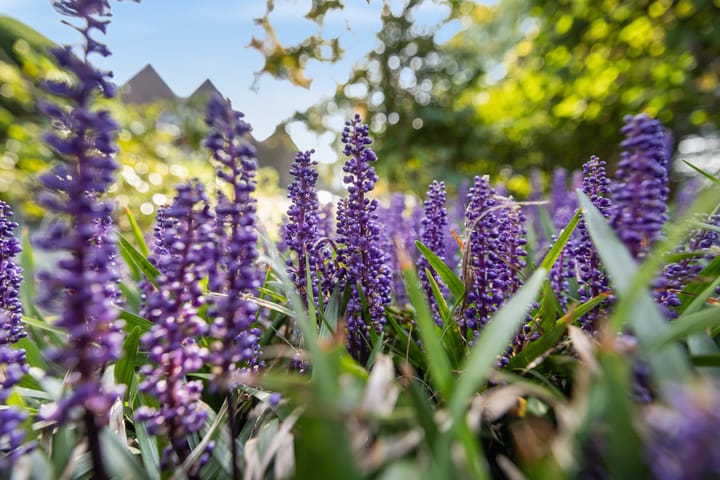 Foto 6 van Akeleilaan 79