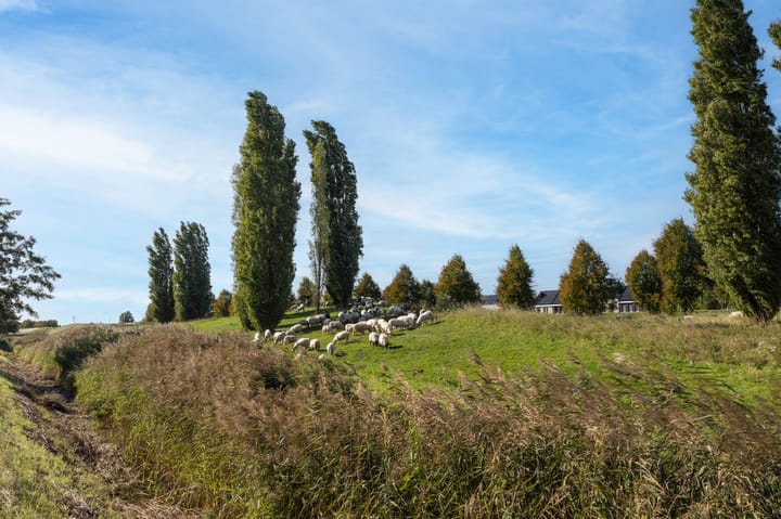 Foto 33 van Veenmos 85