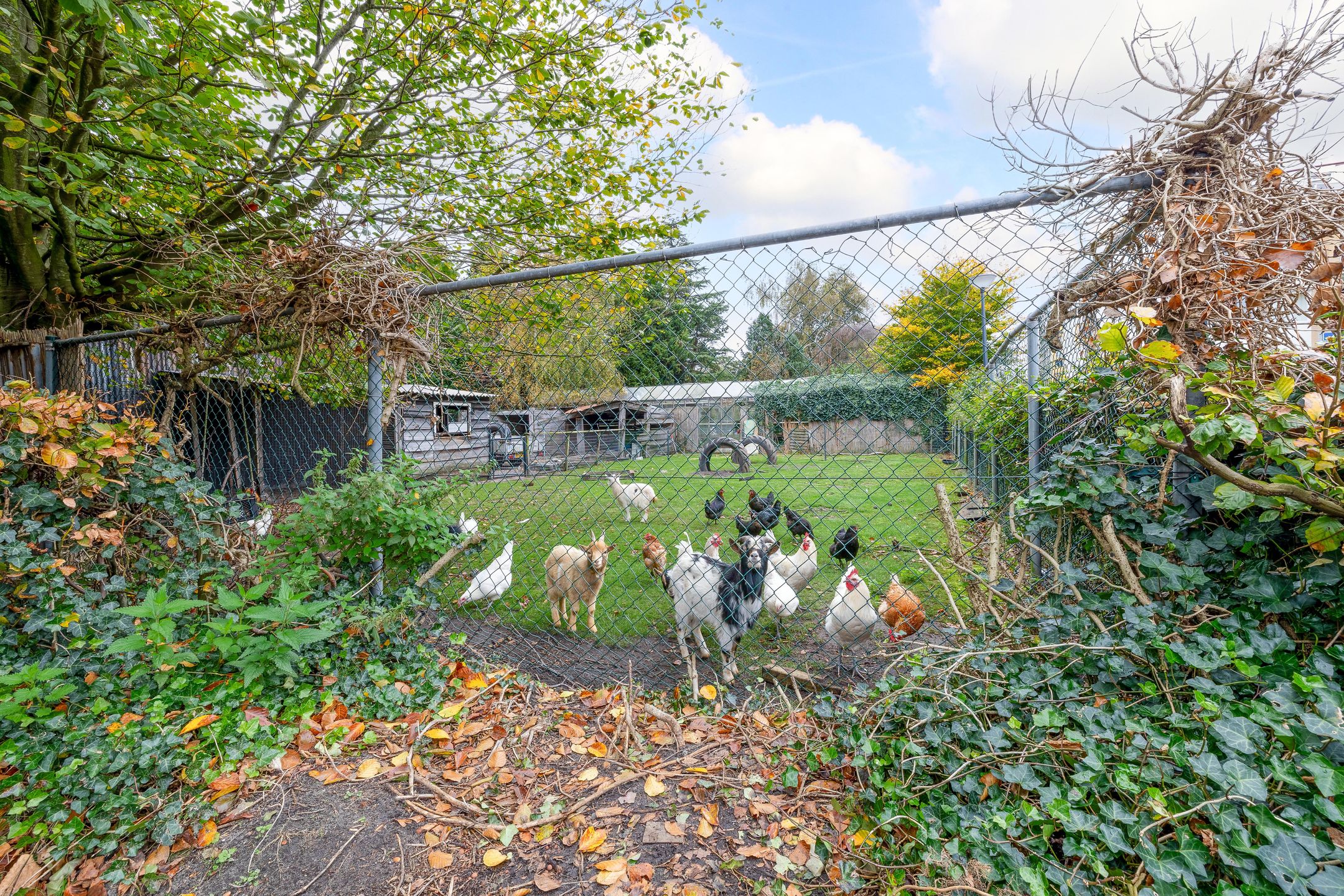 Foto 21 van Hendrikus Chabotstraat 100